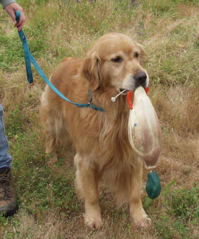 Tiger,  CH Sherwood's Let's Play A Round CD NA NAJ